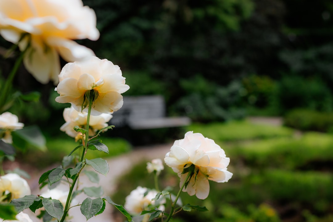 white flower with green leaves