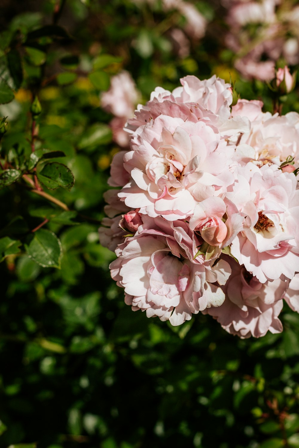 Fleur rose et blanche dans une lentille à bascule