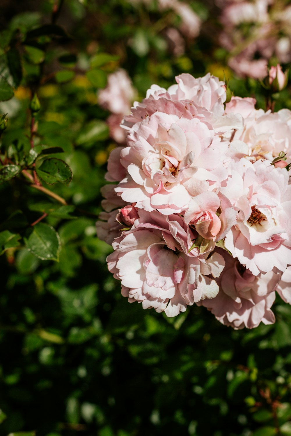 pink and white flower in tilt shift lens