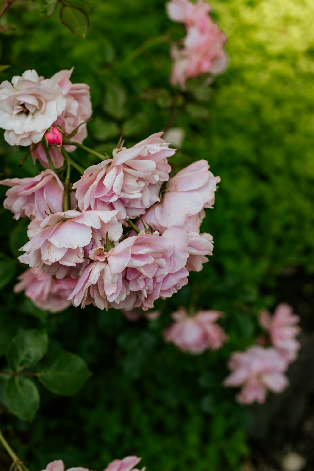 pink and white flowers in tilt shift lens