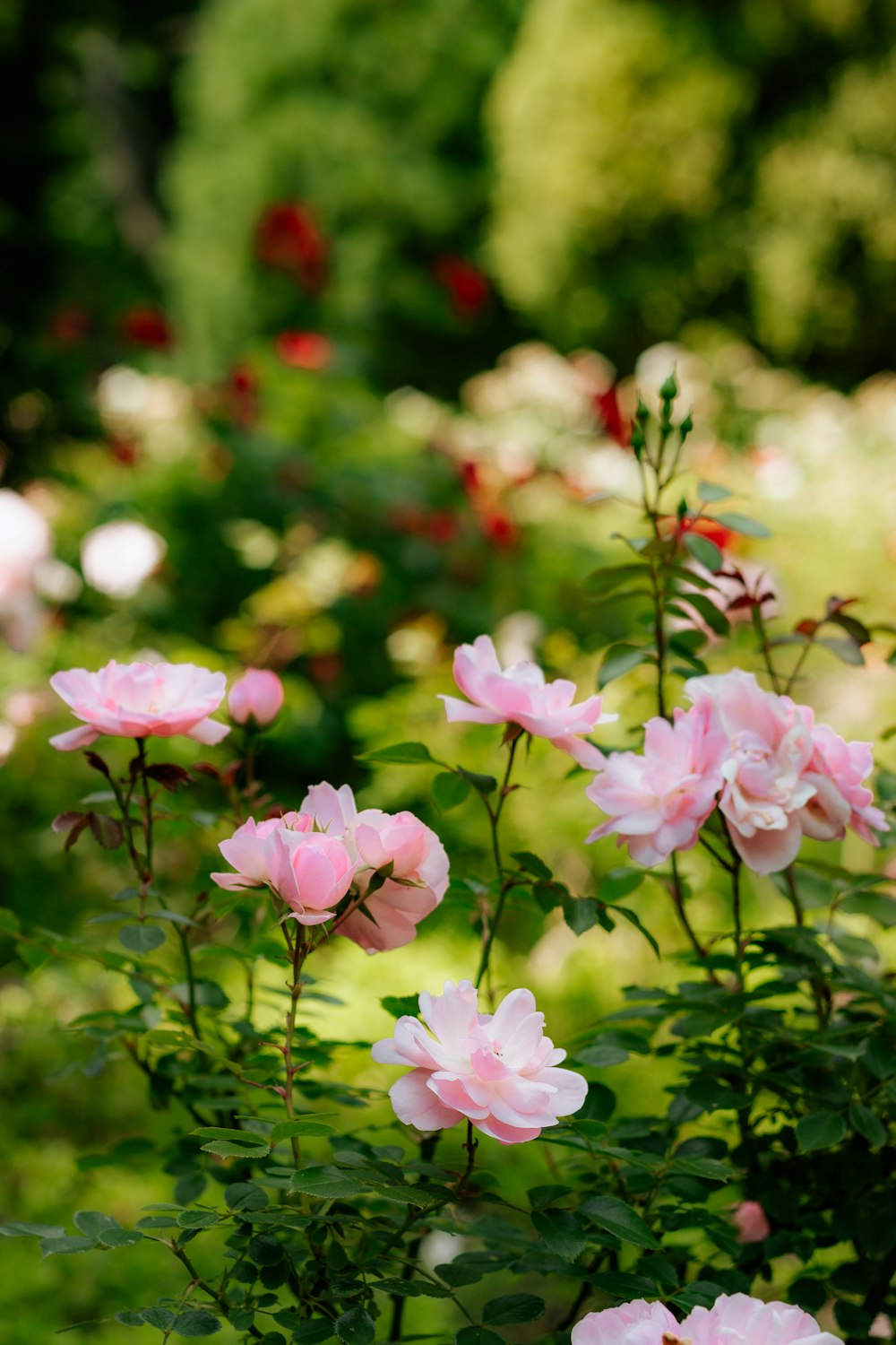 Flores rosas en lente de cambio de inclinación