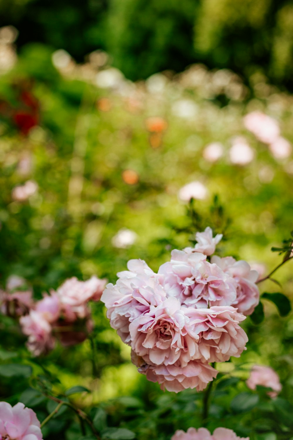 틸트 시프트 렌즈의 분홍색과 흰색 꽃