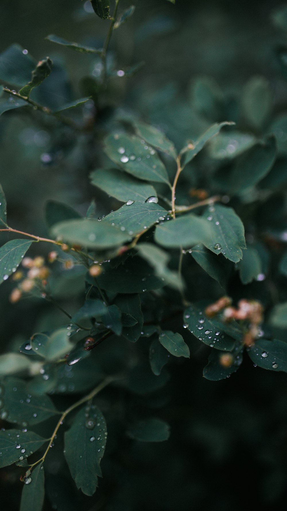 water droplets on green leaves