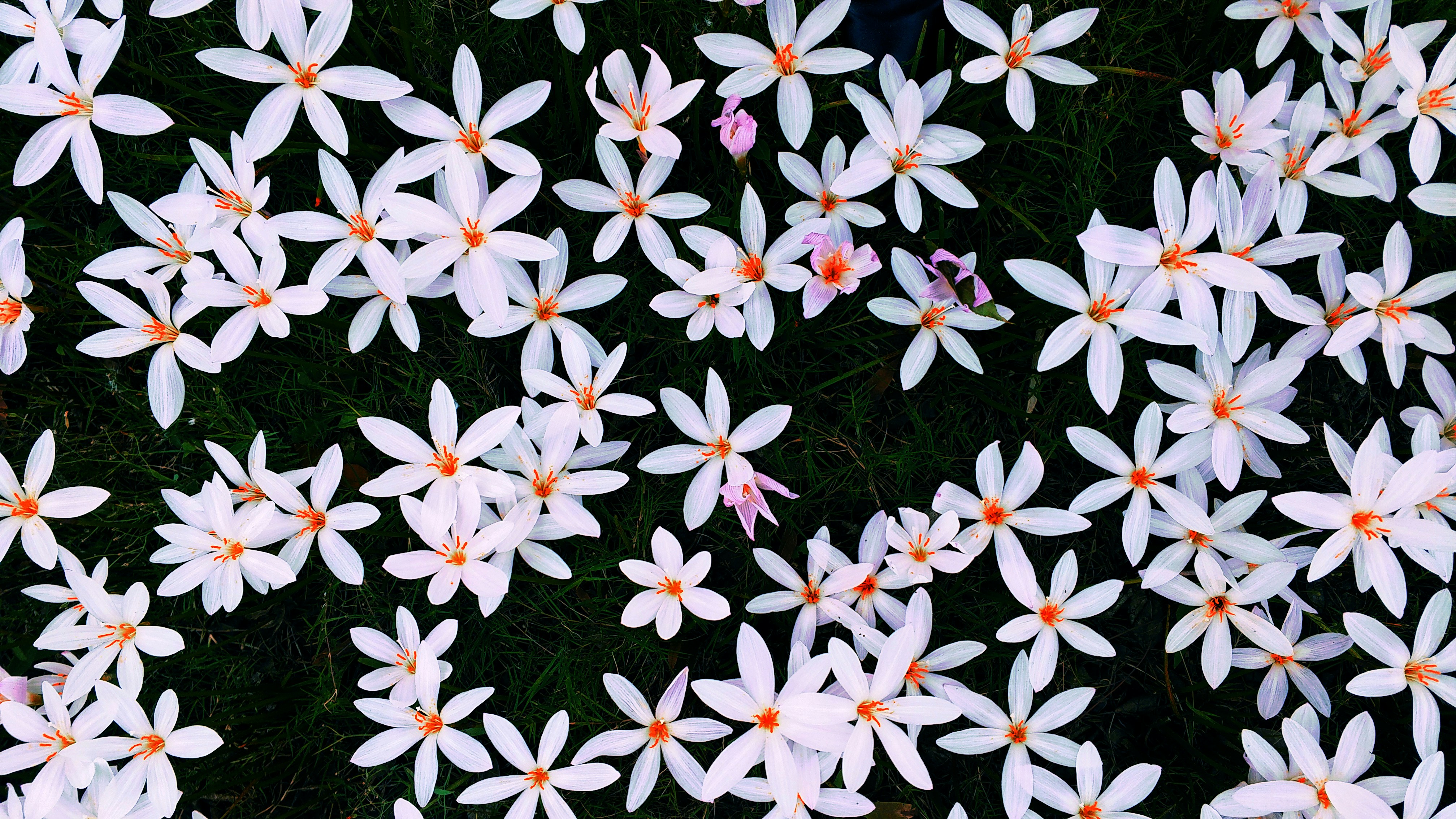 blue and white flowers on green grass