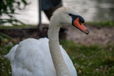 white swan in close up photography saint kitts and nevis teams background