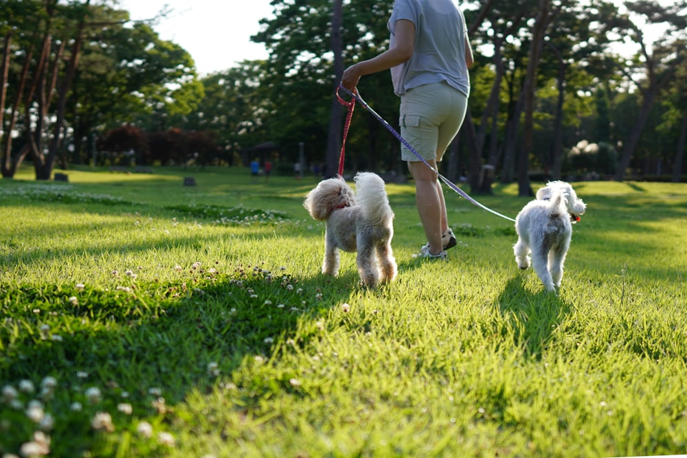 man in white t-shirt and brown pants playing with white dog on green grass field
