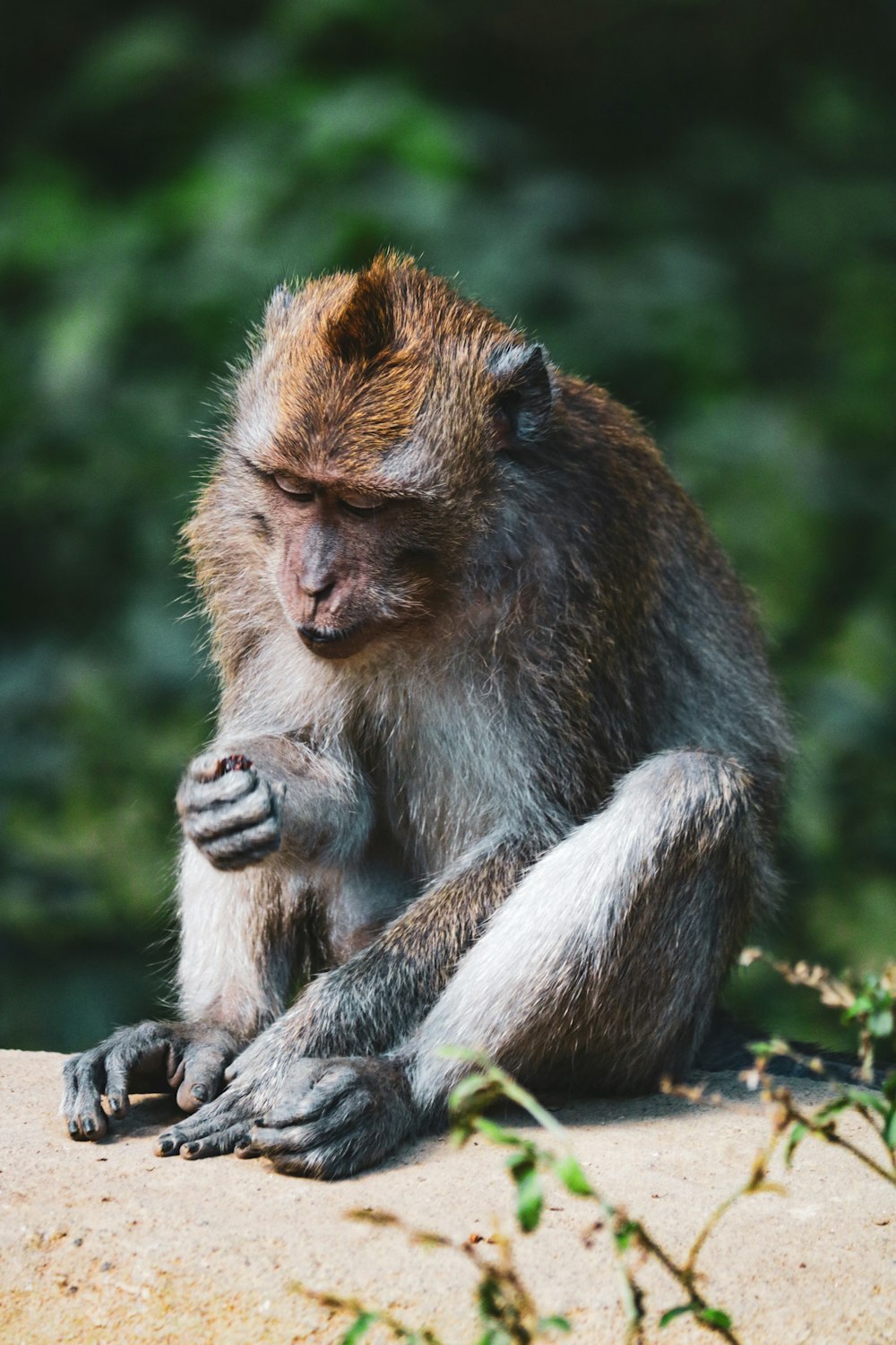 brown monkey on brown tree branch during daytime