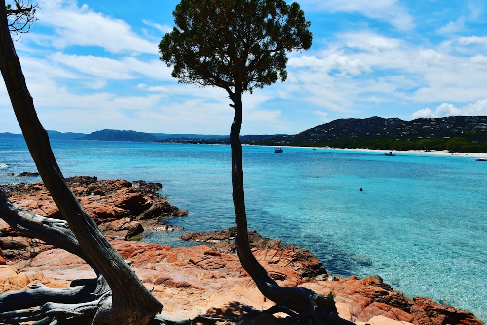 brown tree on brown rock formation near body of water during daytime