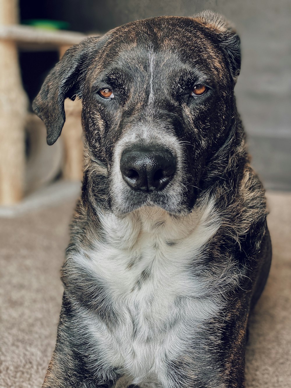 black and white short coated dog sitting on brown concrete floor