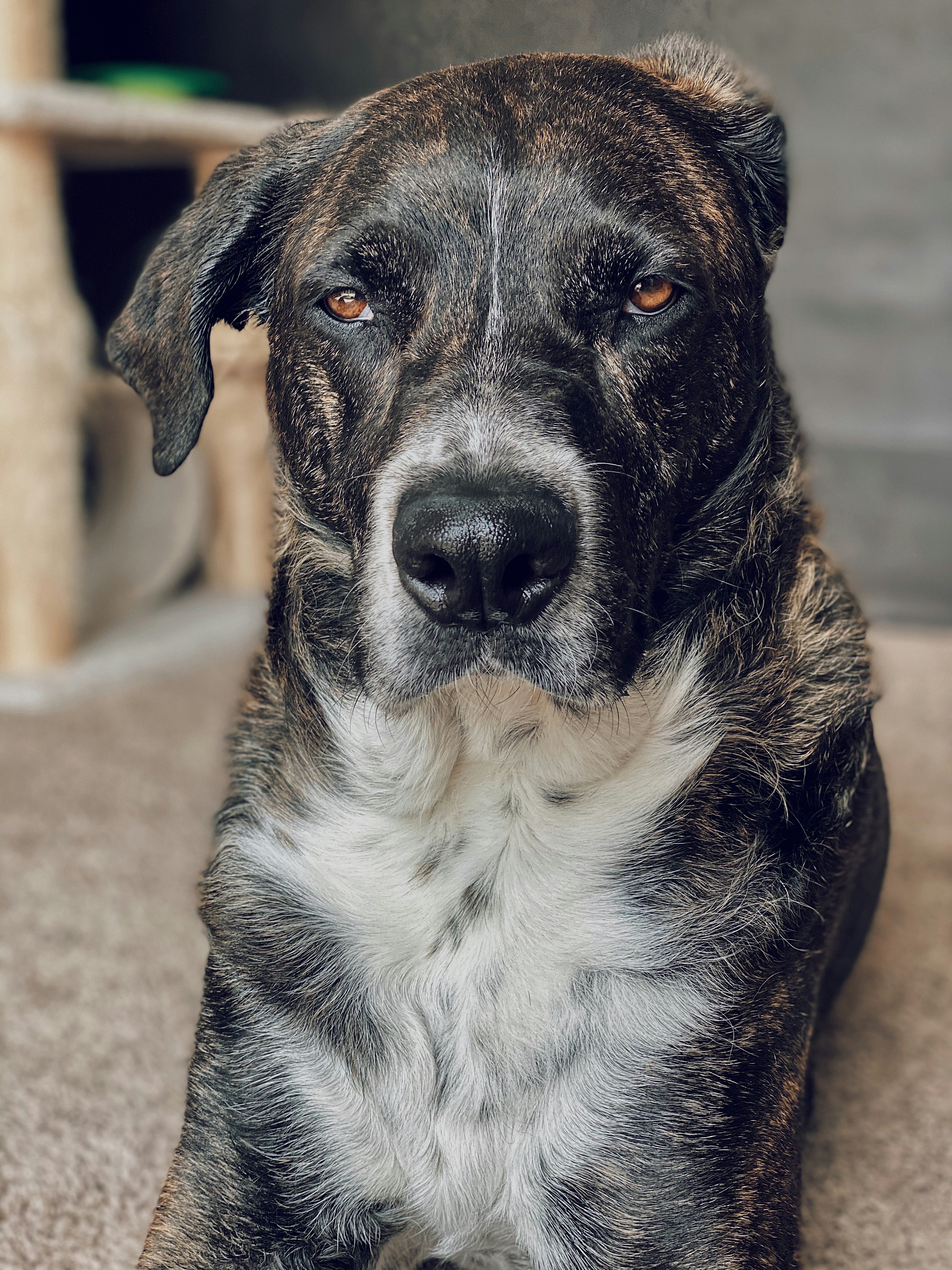 black and white short coated dog sitting on brown concrete floor