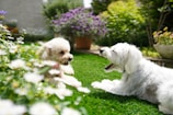 Two Pomeranians playing together in a sunny garden.