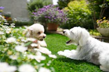 Two fluffy French Bulldogs playfully tumbling together on green grass under warm sunlight.