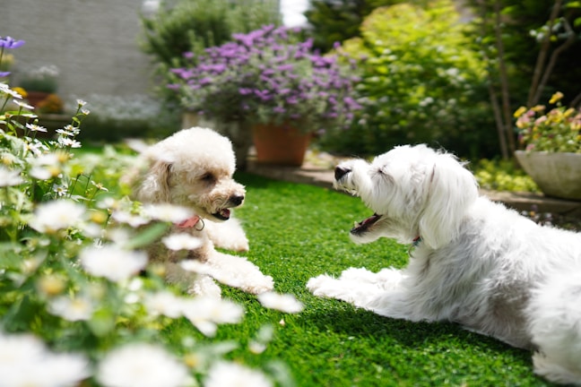 Two Pomeranians playing together in a sunny garden.