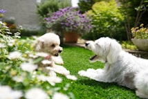 Two fluffy dogs are lying on a green lawn surrounded by a vibrant garden. One dog has a cream-colored coat and the other is white. They appear to be playfully interacting with each other. The garden is full of blooming flowers with shades of purple, white, and green, creating a lively and serene outdoor atmosphere.