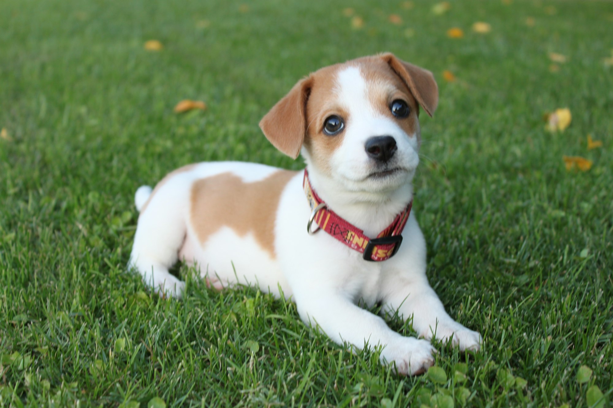 white and brown short coated dog with red collar on green grass during daytime
