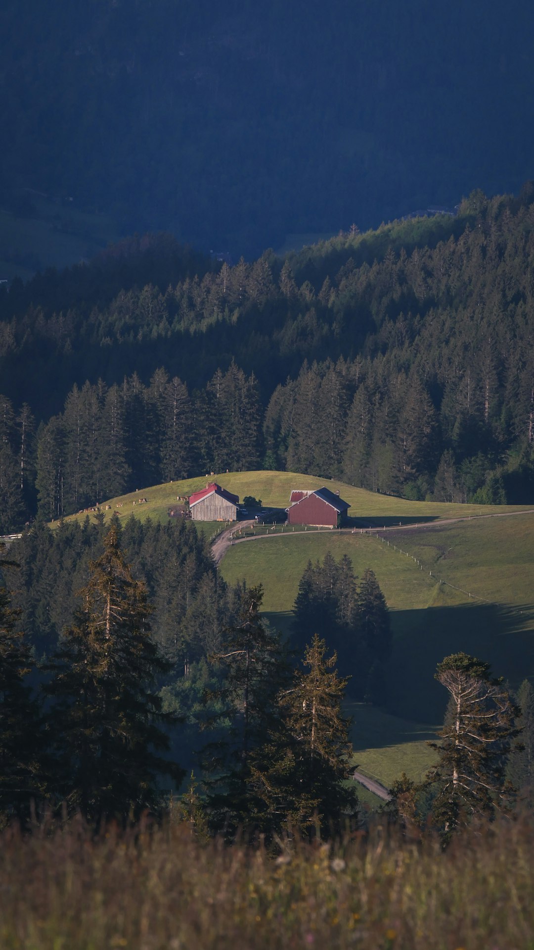 green trees on green grass field during daytime