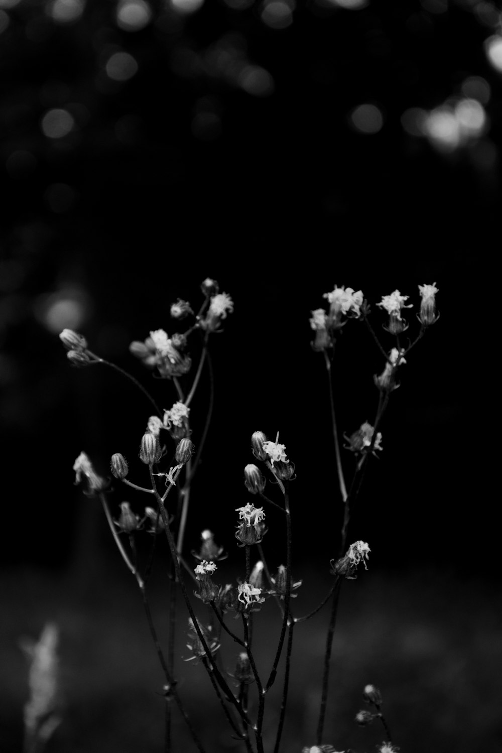 grayscale photo of white flowers