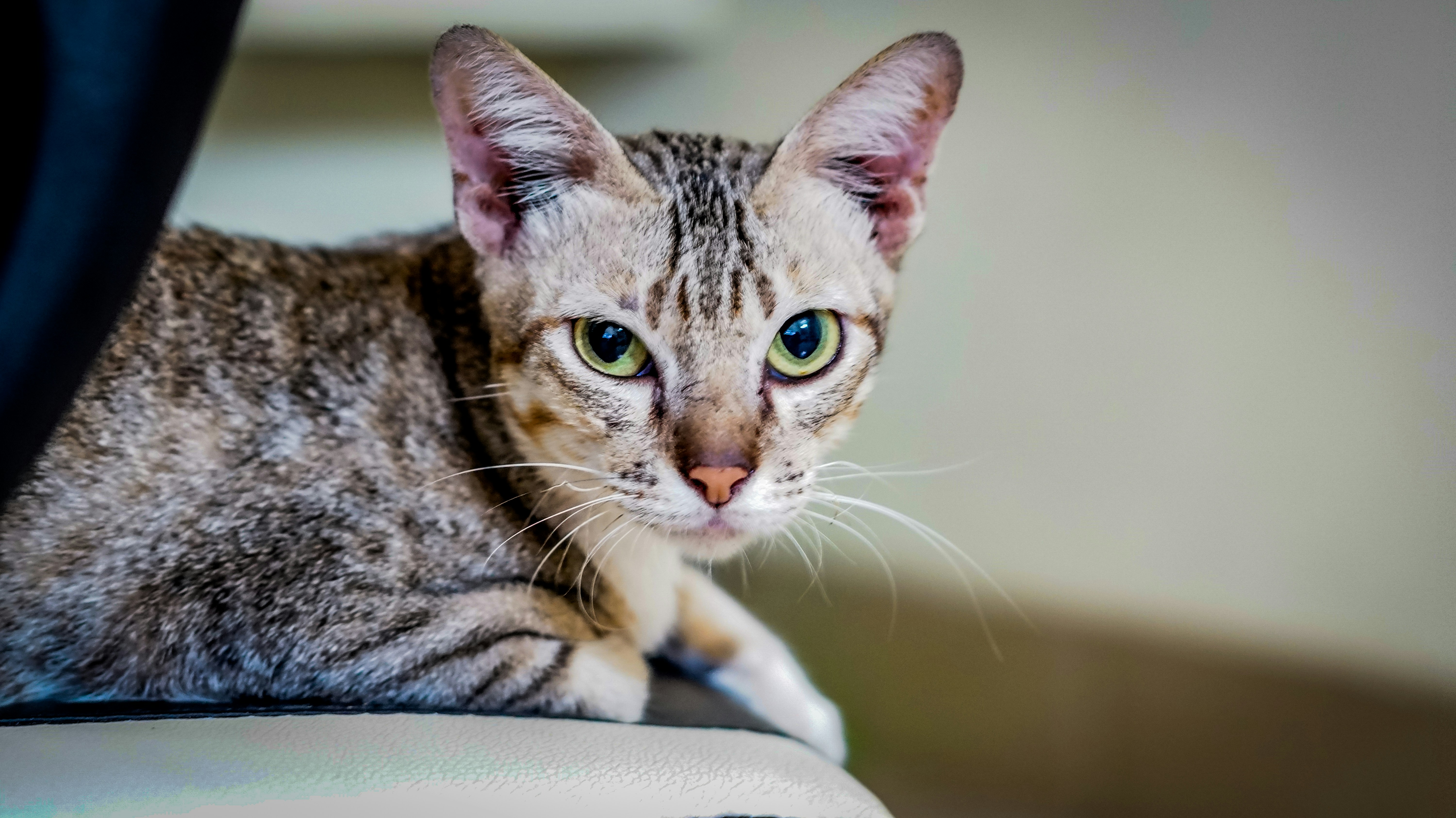 brown tabby cat on white textile