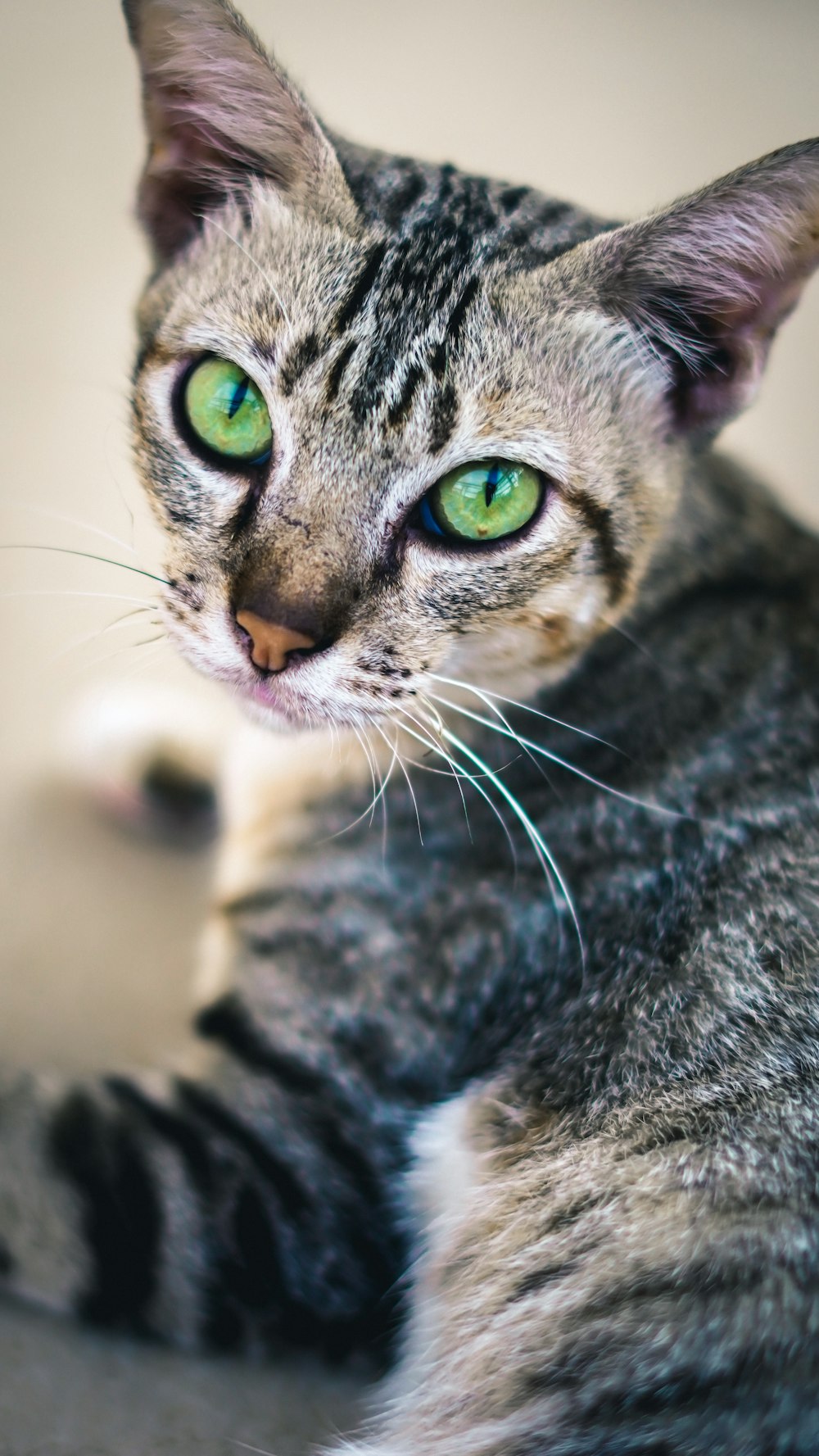 brown tabby cat in tilt shift lens