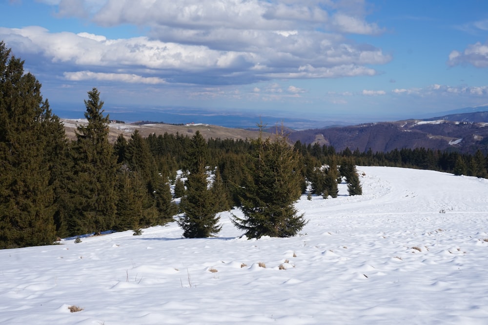 green pine trees on snow covered ground under blue sky and white clouds during daytime