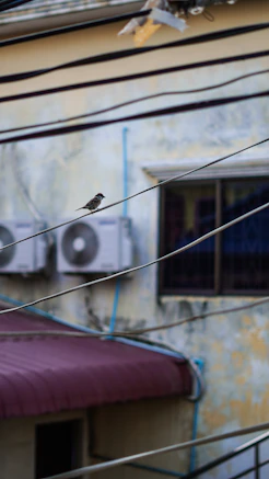 black and white bird on white wire during daytime