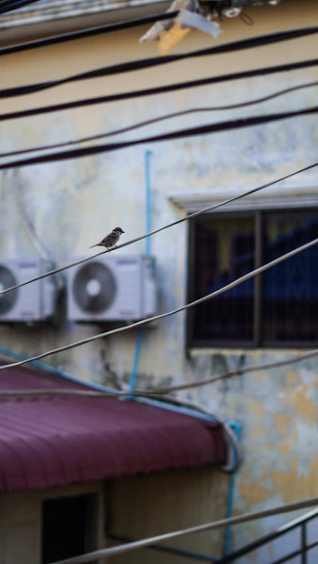 black and white bird on white wire during daytime