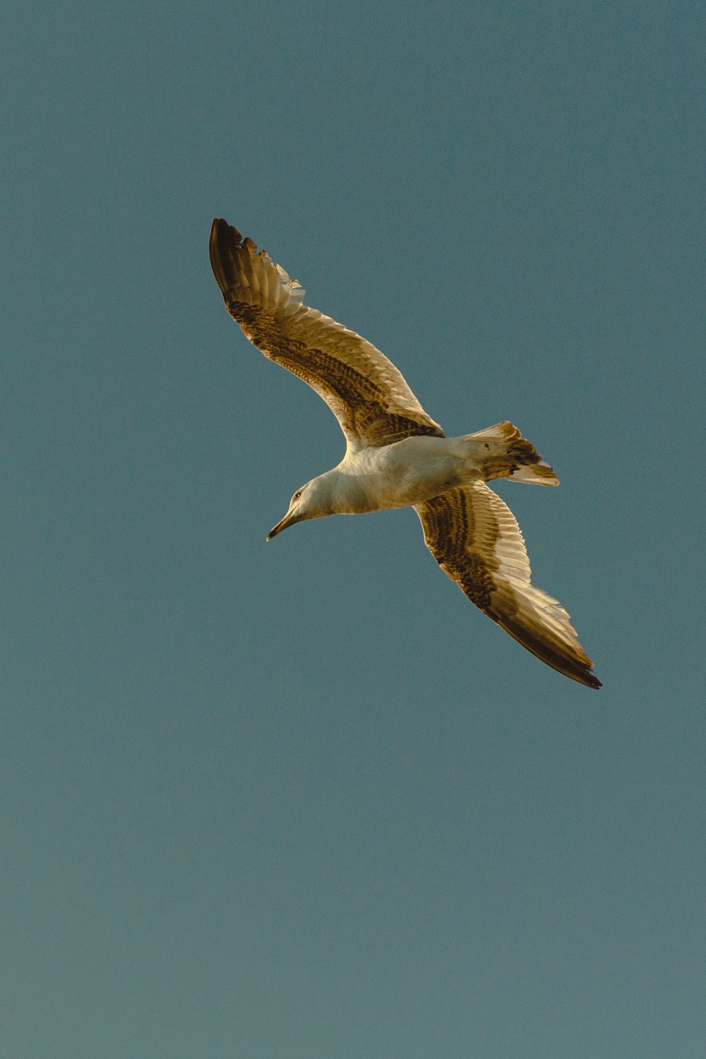 white bird flying under blue sky during daytime