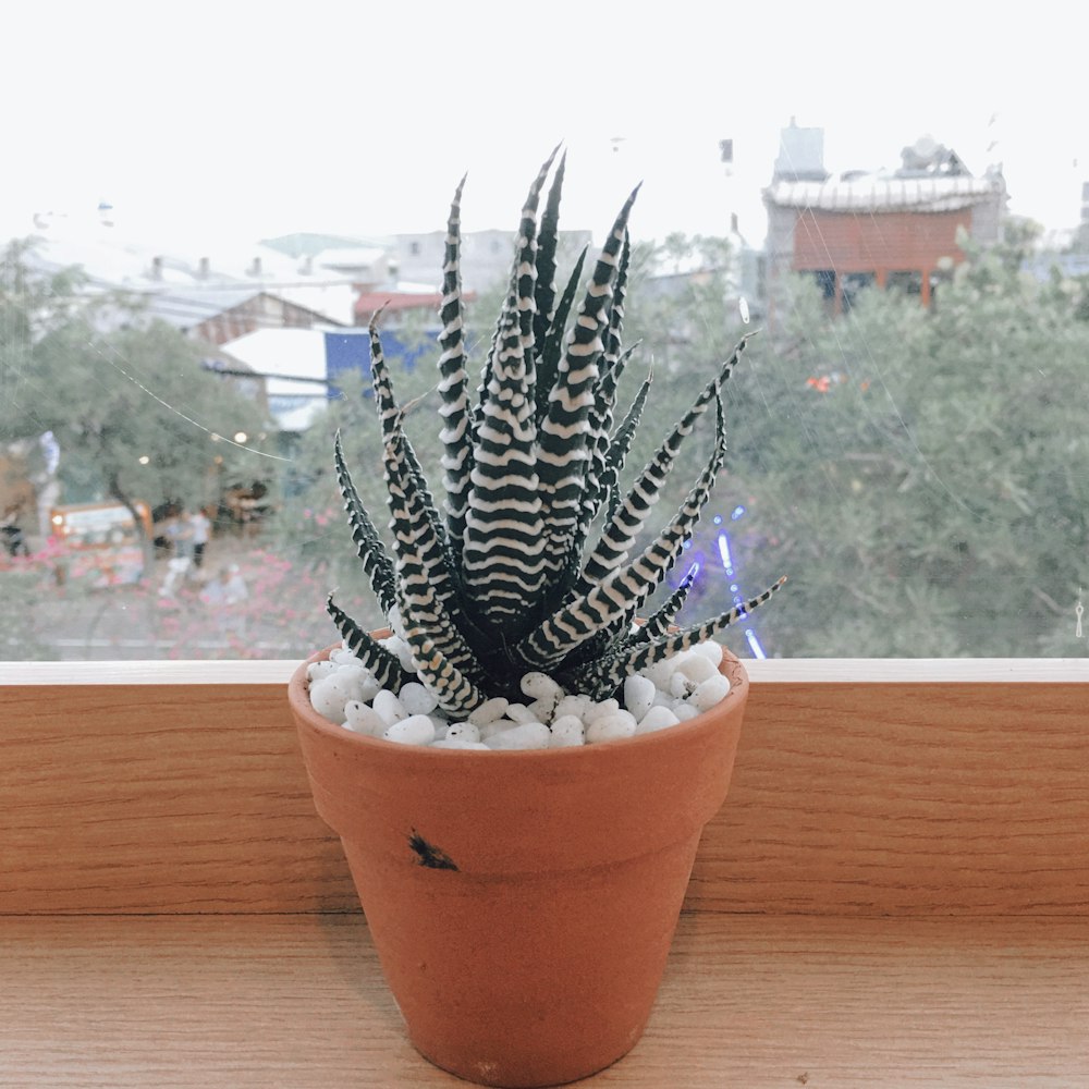 茶色の粘土鍋に緑のサボテンの植物