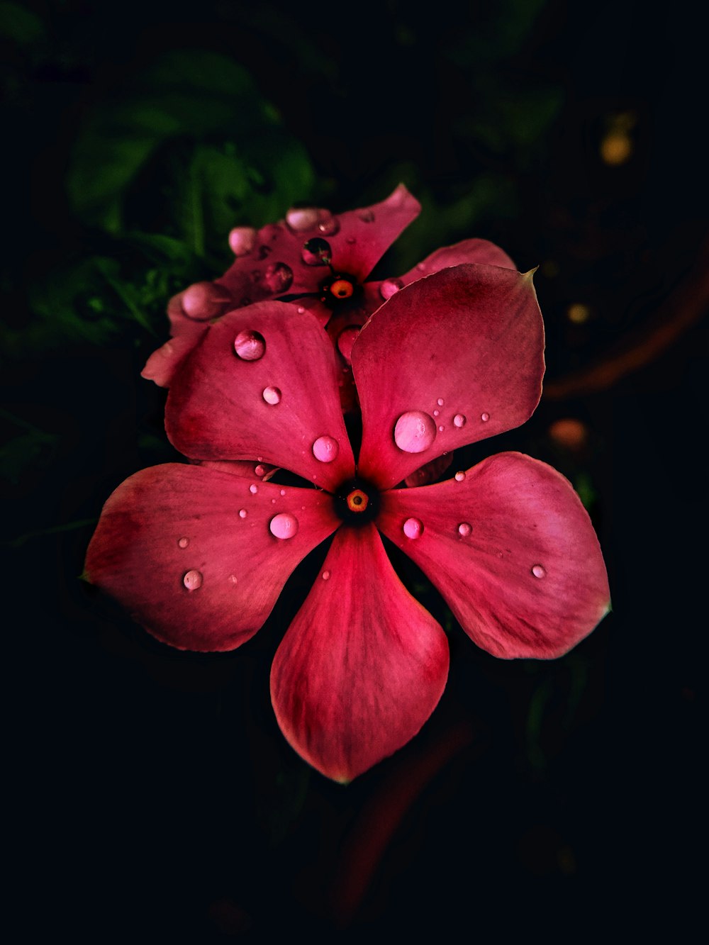 pink flower with water droplets