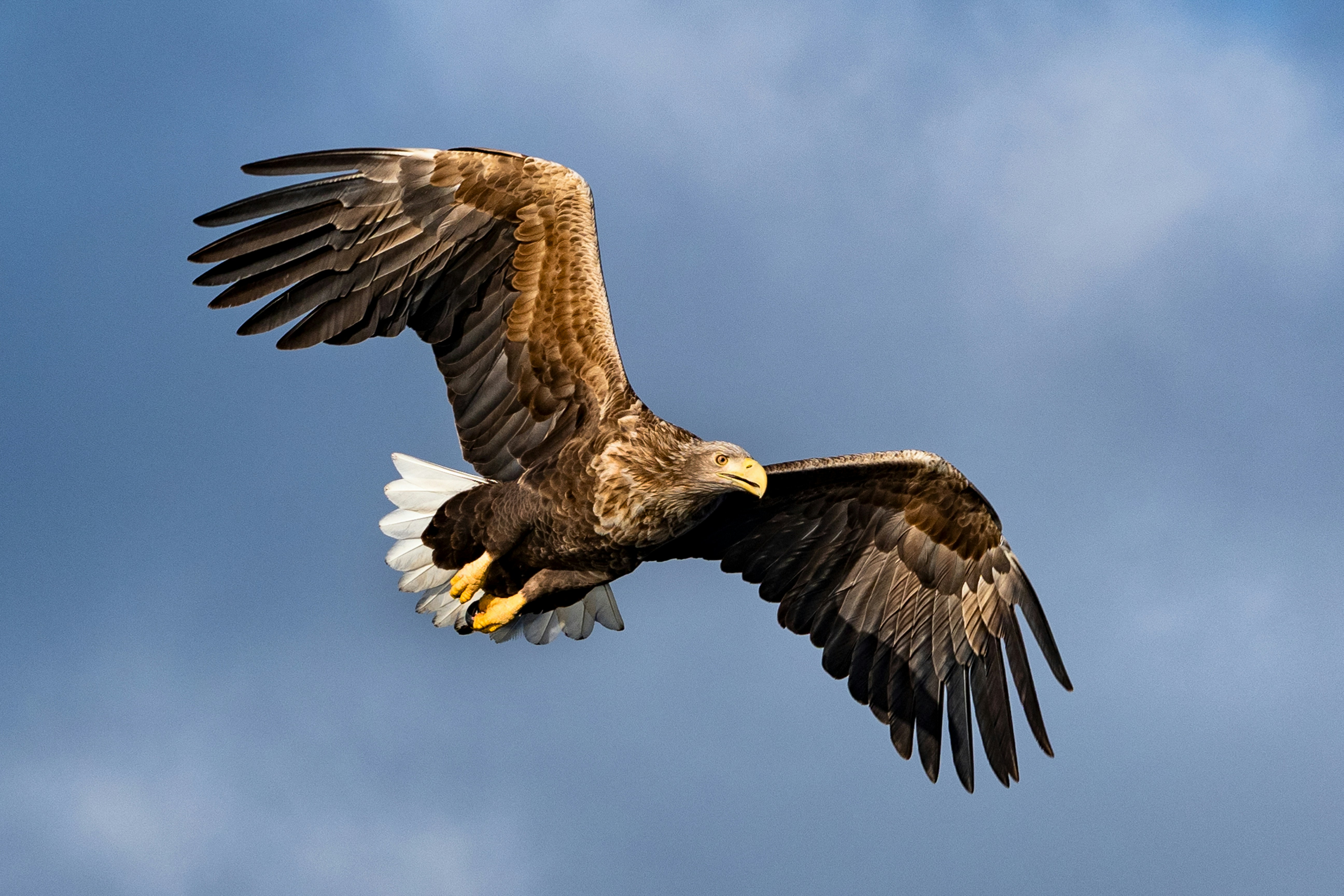 brown and white eagle flying under blue sky during daytime