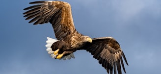 brown and white eagle flying under blue sky during daytime