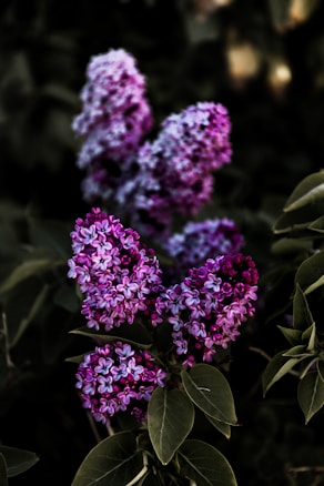 Clusters of vibrant purple lilacs bloom amidst dark green foliage. The petals display varying shades of purple, ranging from deep violet to lighter lavender tones, creating a textured and lush appearance.