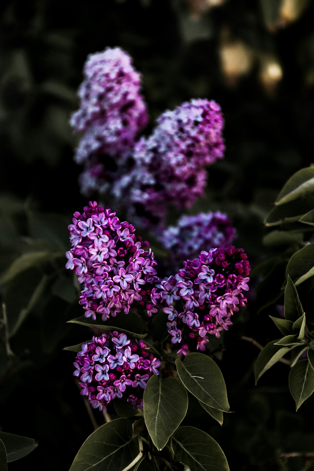 purple flowers in tilt shift lens