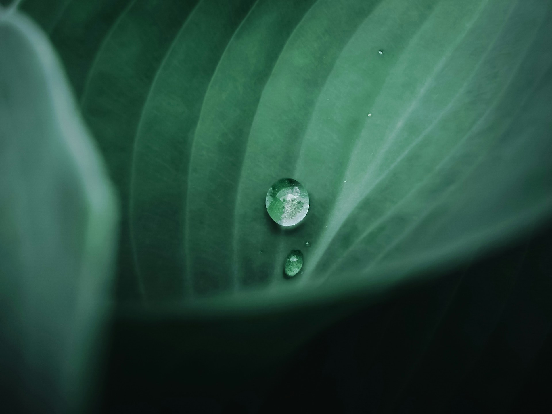 water droplet on green leaf