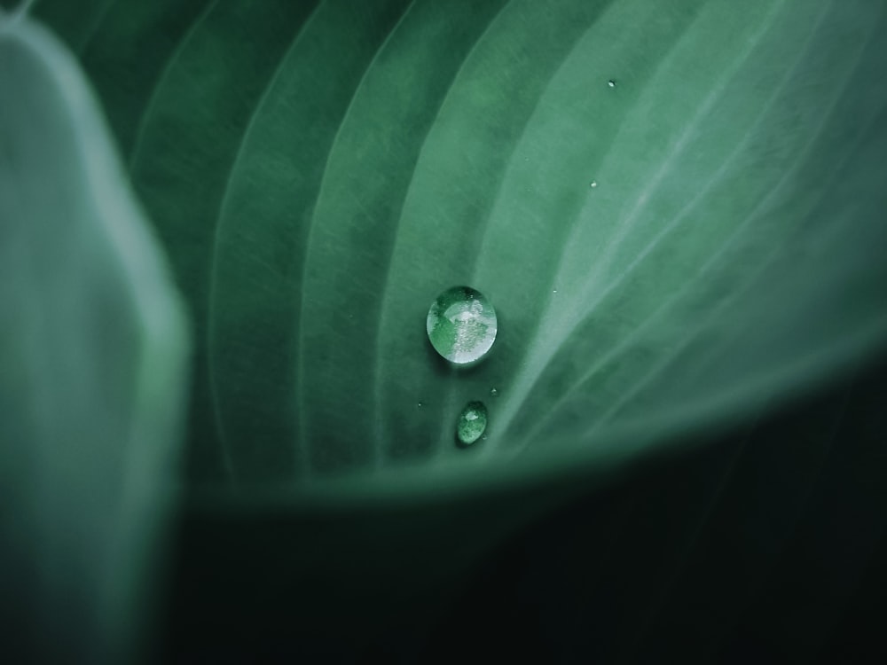 water droplet on green leaf