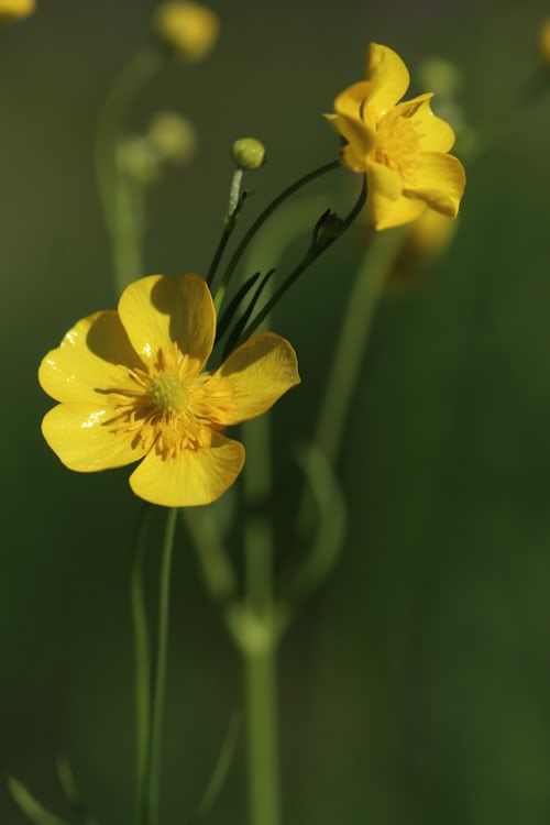 buttercup flower
