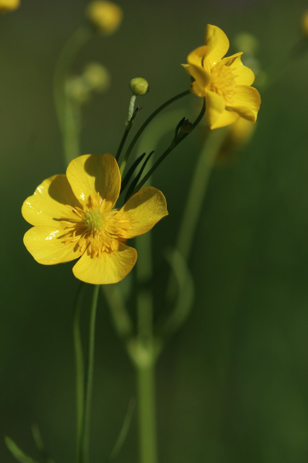 Jonquilles jaunes en fleurs pendant la journée