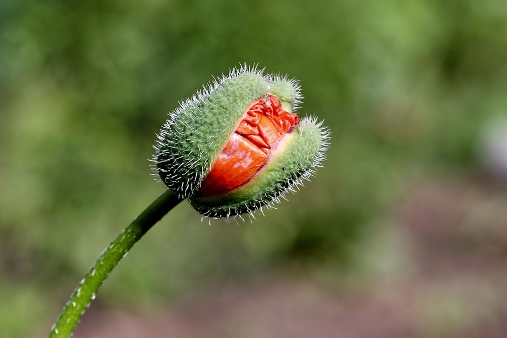 red and green flower bud
