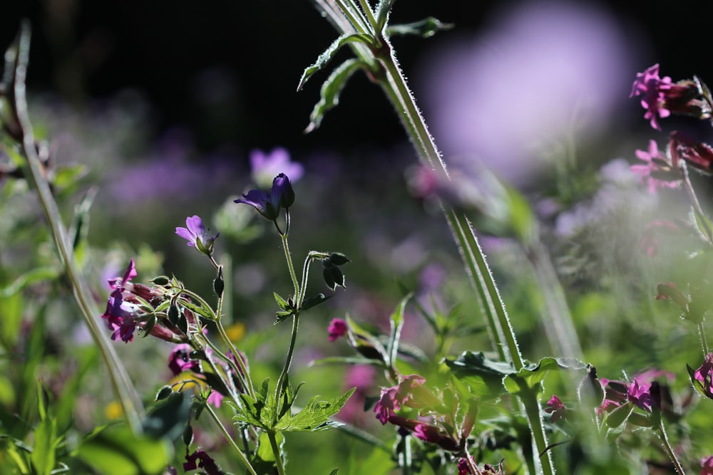 purple flower buds in tilt shift lens