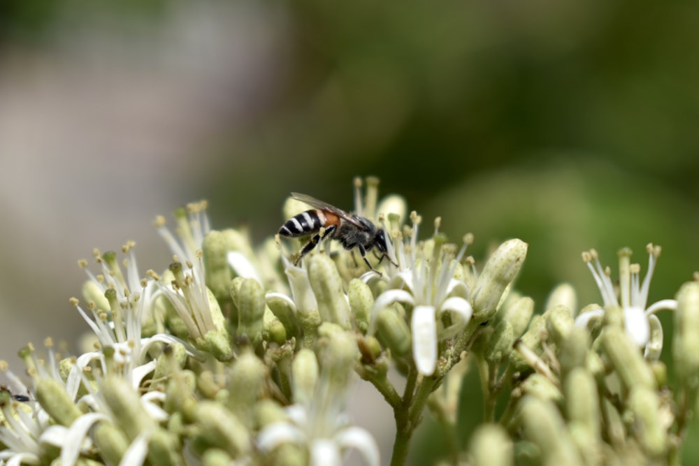 black and yellow bee on white flower