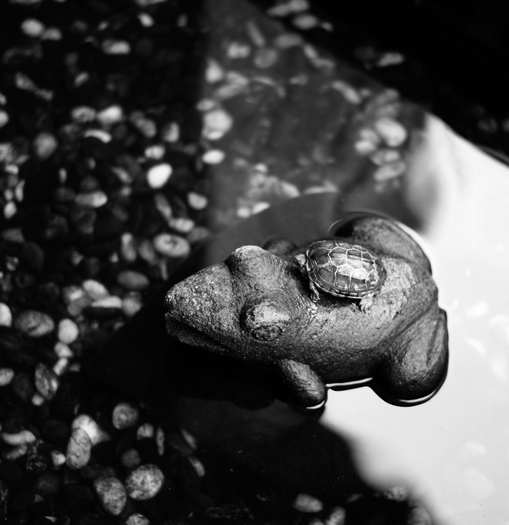 grayscale photo of water droplets on stone