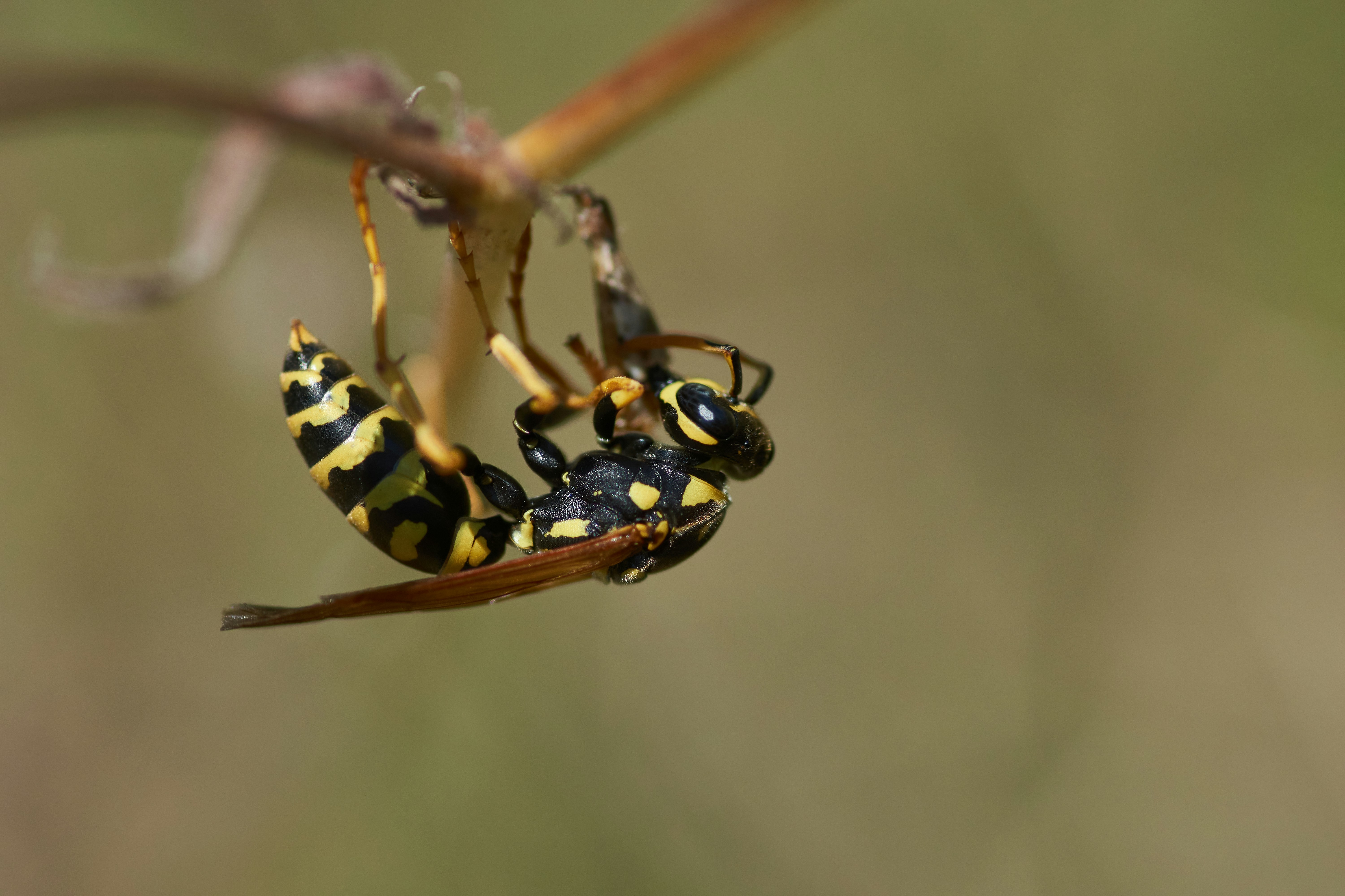 yellow and black bee on brown stem in close up photography during daytime invertebrate teams background