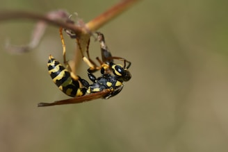 yellow and black wasp on brown stem in close up photography during daytime