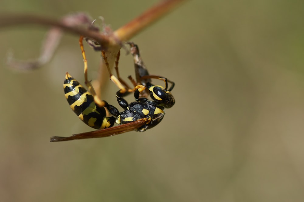 yellow and black bee on brown stem in close up photography during daytime