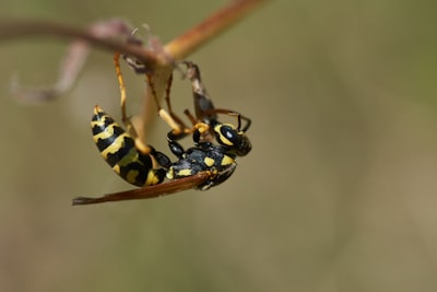 yellow and black bee on brown stem in close up photography during daytime invertebrate zoom background