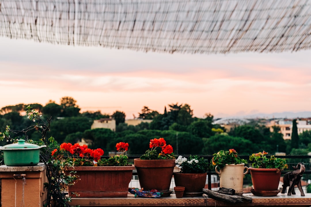 red flowers in brown clay pots