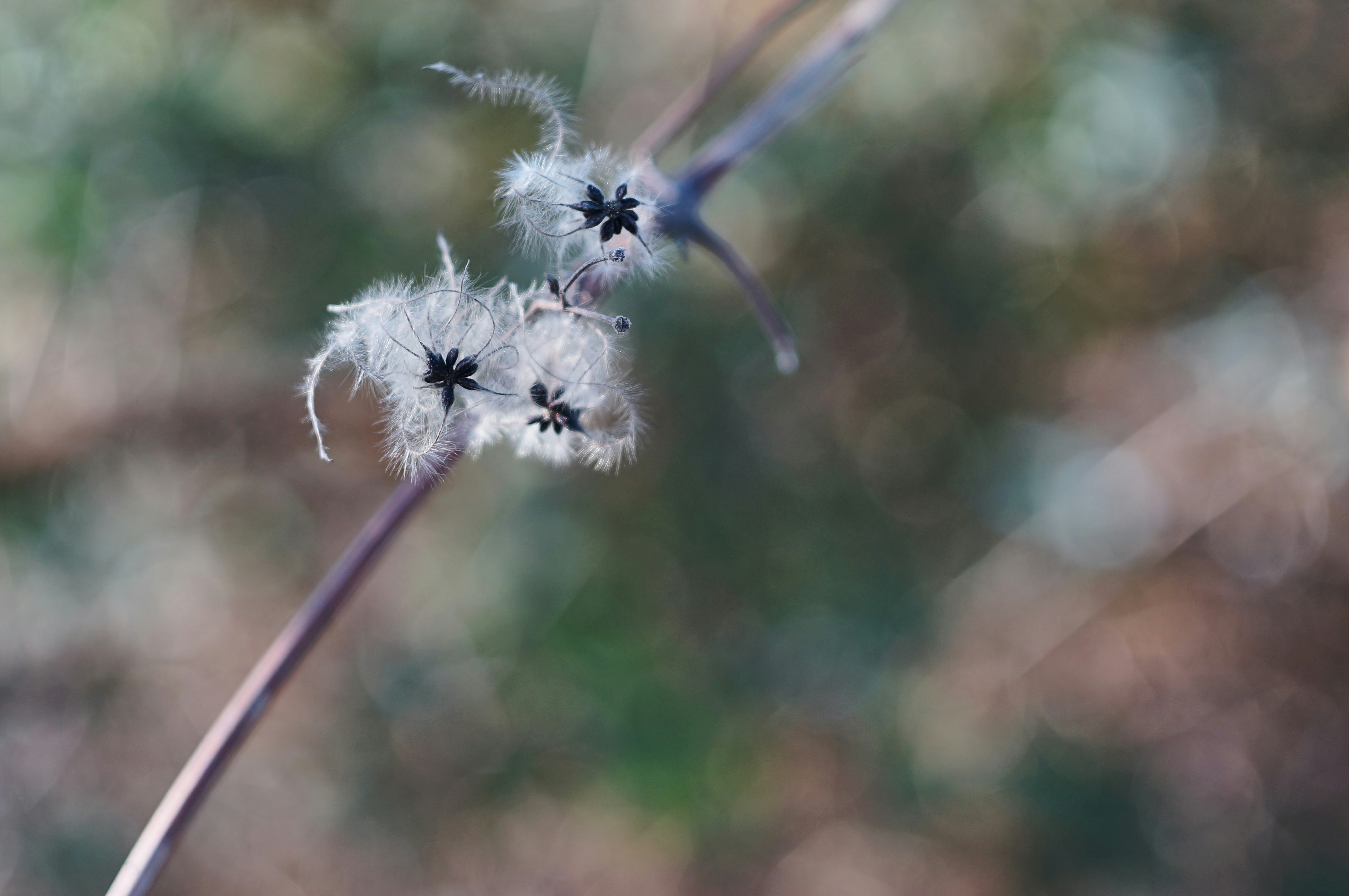 Photo by wolfgang_hasselmann