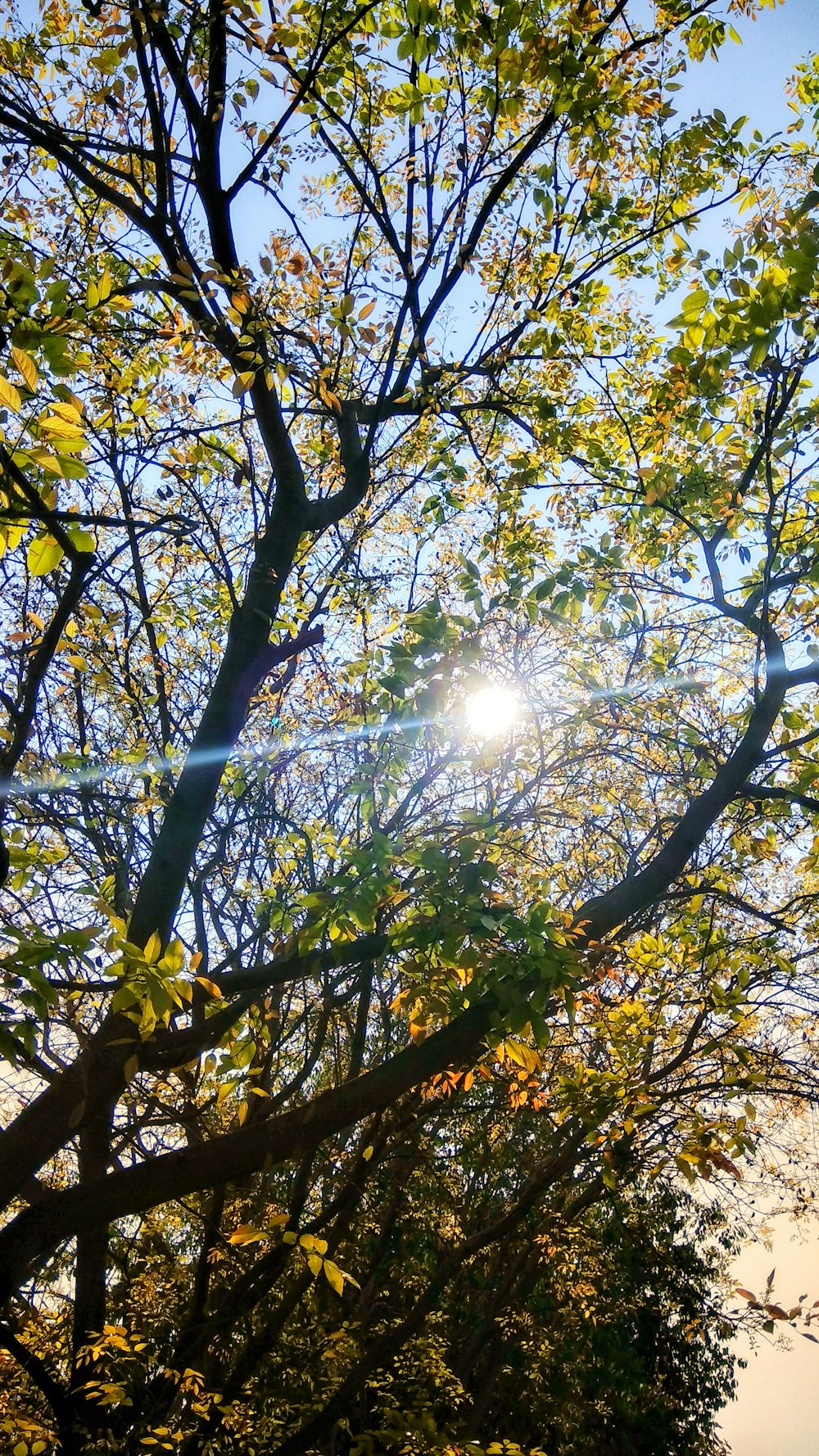 sun rays coming through green trees