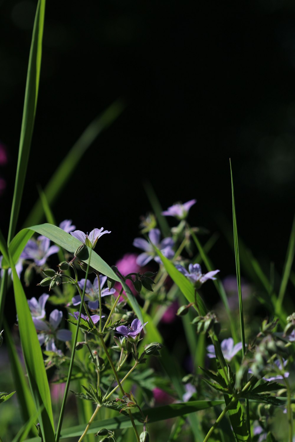 purple flowers with green leaves