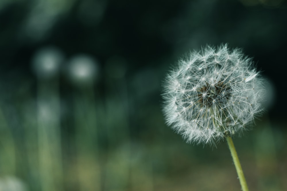 white dandelion in close up photography